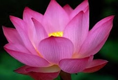 big-dark-pink-lotus-flower-photo1