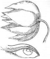 Eyes two- Vishnudharmottara