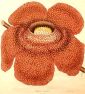Flower of Rafflesia Arnoldi , Painted and Engraved by Waddell