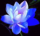lotus blue 2
