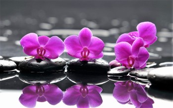 Zen-Purple-Flower-with-Black-Stone