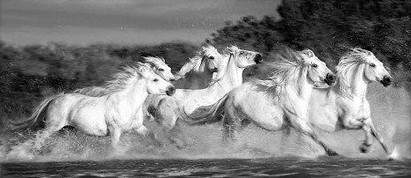 a_herd_of_white_horses_ga (1).jpg