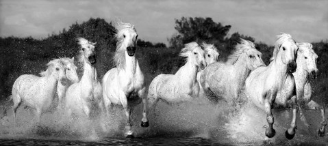 herd_of_white_horses_ga