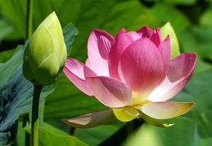 lotus-flower-and-bud