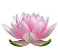 lotus-flower-meaning-3