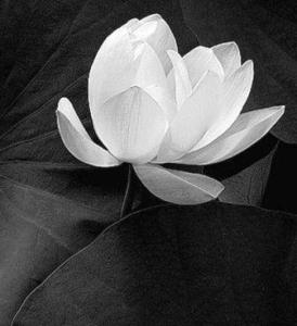 Lotus_Flower purity