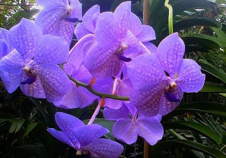 flower-violet