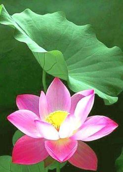 lotus -leaf