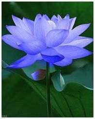 lotus-blue