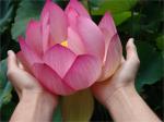 lotus offering