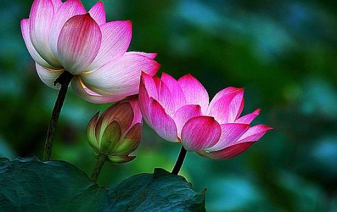 lotus-flower-buddha