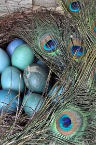 peacock-eggs-blue