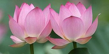 lotus twin